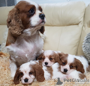 Foto №3. Wunderschöne Cavalier King Charles Spaniel Welpen. Deutschland