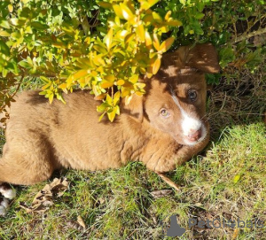 Foto №3. 2 mixed breed puppies for sale. Deutschland