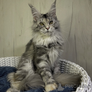 Foto №1. maine-coon-katze - zum Verkauf in der Stadt Bellaire | 533€ | Ankündigung № 161721
