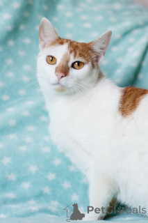 Foto №4. Ich werde verkaufen  in der Stadt Minsk. quotient 	ankündigung - preis - Frei