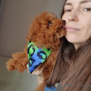 Foto №3. Zwergpudel zur Adoption. Deutschland