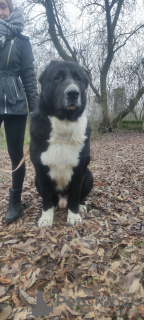 Foto №4. Ich werde verkaufen zentralasiatischer owtscharka in der Stadt Zgierz. züchter - preis - 956€