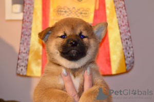 Foto №3. Shiba Inu-Welpenjunge aus dem Zwinger KUMIKO YOSHI. Russische Föderation