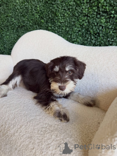 Foto №3. Intelligente und freundliche Mini-Schnauzer-Welpen zur Adoption. Deutschland