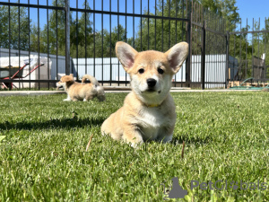 Zusätzliche Fotos: Pembroke Welsh Corgi Welpen