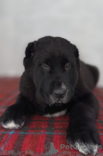 Zusätzliche Fotos: Alabai Zentralasien Schäferhund Nurdzhakhan Zwinger