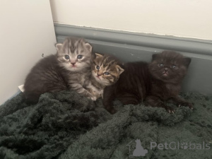 Foto №1. maine-coon-katze - zum Verkauf in der Stadt Dettenheim | Frei | Ankündigung № 145310