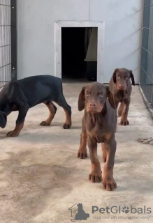 Zusätzliche Fotos: Dobermann-Welpen zu verkaufen