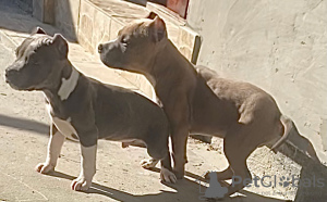 Foto №3. Amerikanischer Tyrann. Russische Föderation