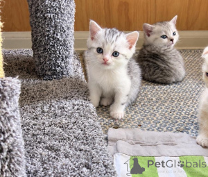 Foto №1. american bobtail - zum Verkauf in der Stadt Berlingrod | 350€ | Ankündigung № 177958