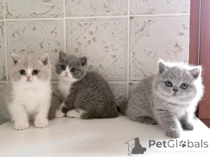 Foto №3. Britisches Langhaar-Kätzchen zur Adoption. Belgien