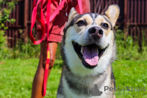 Zusätzliche Fotos: Asenka ist ein Husky-Mischling, ein wunderbarer Hund! In guten Händen