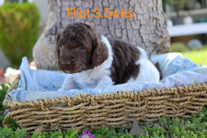 Foto №3. Bedårende Standardpudelhvalpe til salg. Dänemark