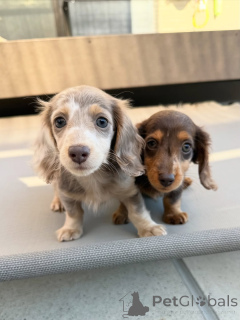 Foto №2 zu Ankündigung № 164020 zu verkaufen  - einkaufen Finnland quotient 	ankündigung, aus dem tierheim