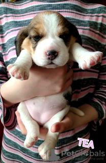 Foto №1. beagle - zum Verkauf in der Stadt Sumy | 569€ | Ankündigung № 42699