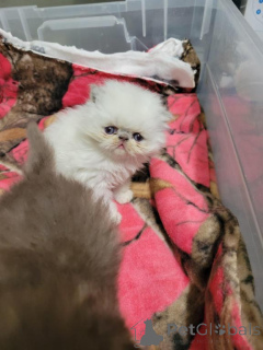 Foto №1. perserkatze - zum Verkauf in der Stadt Dussnang | 350€ | Ankündigung № 178741
