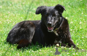 Foto №1. mischlingshund - zum Verkauf in der Stadt St. Petersburg | Frei | Ankündigung № 142814