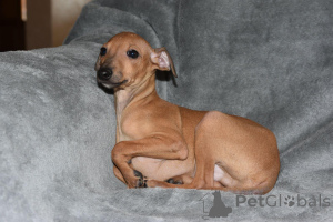 Foto №3. Italienische Welpen. Serbien