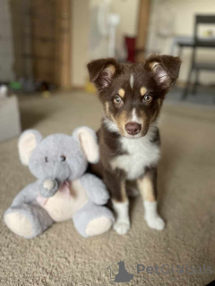 Foto №1. australian shepherd - zum Verkauf in der Stadt Wentorf Bei Hamburg | 900€ | Ankündigung № 150653