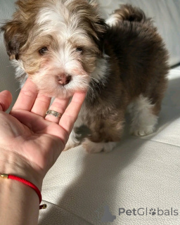 Foto №3. Havanische Welpen zur Adoption zur Verfügung stehen. USA