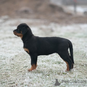 Foto №3. Rottweiler-Welpen zur Adoption. Schweiz