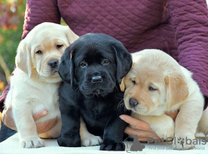 Foto №1. labrador retriever - zum Verkauf in der Stadt Berlin | verhandelt | Ankündigung № 124995