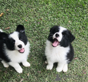 Foto №1. border collie - zum Verkauf in der Stadt Lissabon | verhandelt | Ankündigung № 175378