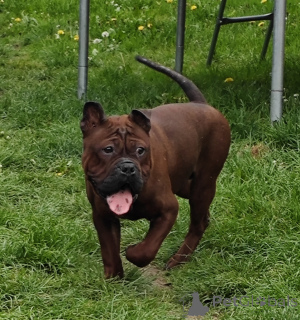 Foto №1.  - zum Verkauf in der Stadt Nakło Śląskie | 160€ | Ankündigung № 141827