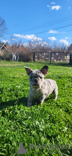 Zusätzliche Fotos: Französische Bulldoggen-Merle-Welpen