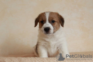 Foto №4. Ich werde verkaufen jack russell terrier in der Stadt Novorossiysk. züchter - preis - verhandelt
