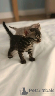 Foto №2 zu Ankündigung № 138650 zu verkaufen bengal katzenrasse - einkaufen Deutschland züchter