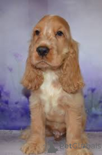 Foto №3. Cuccioli von Cocker Spaniel Englisch im Verkauf. Italien
