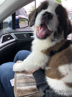 Foto №1. bernhardiner - zum Verkauf in der Stadt Aizlenten | 400€ | Ankündigung № 157802