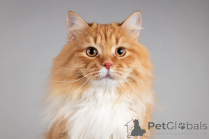 Foto №2 zu Ankündigung № 165911 zu verkaufen  - einkaufen Russische Föderation aus dem tierheim