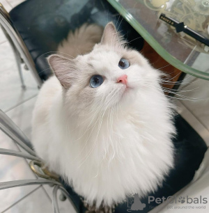 Foto №2 zu Ankündigung № 121300 zu verkaufen ragdoll-katze - einkaufen Japan züchter