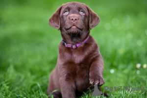 Foto №2 zu Ankündigung № 105798 zu verkaufen labrador retriever - einkaufen Kroatien züchter
