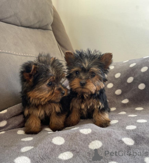 Foto №2 zu Ankündigung № 156383 zu verkaufen yorkshire terrier - einkaufen Deutschland 