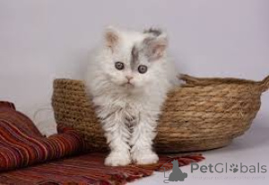 Foto №2 zu Ankündigung № 162402 zu verkaufen selkirk rex langhaarkatze - einkaufen Belgien quotient 	ankündigung, züchter