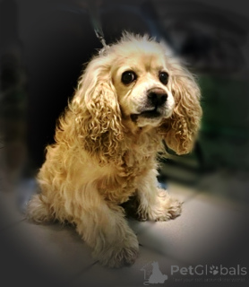 Foto №1. amerikanischer cocker spaniel - zum Verkauf in der Stadt Moskwa | Frei | Ankündigung № 160706