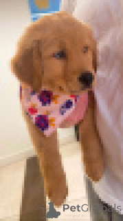 Foto №2 zu Ankündigung № 156079 zu verkaufen labrador retriever - einkaufen Deutschland züchter