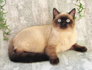 Foto №3. Verkauf von betitelten Katzen für die Zucht gehen Sie zu den Favoriten. Russische Föderation