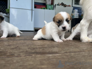 Foto №3. Süße Jack Russell Welpen WhatsApp 44 7453 907158. Deutschland