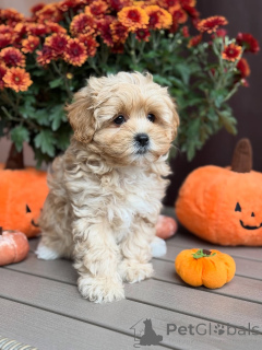 Foto №4. Ich werde verkaufen maltipu in der Stadt Beaufort. quotient 	ankündigung - preis - 550€