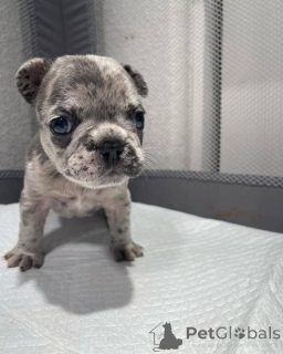 Foto №4. Ich werde verkaufen  in der Stadt Texas.  - preis - verhandelt