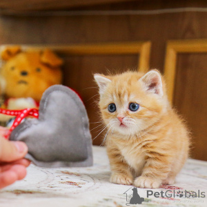 Foto №1. munchkin - zum Verkauf in der Stadt ABERTS | 291€ | Ankündigung № 155838
