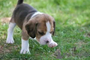 Foto №2 zu Ankündigung № 161165 zu verkaufen  - einkaufen Spanien 