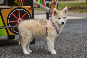 Foto №4. Ich werde verkaufen mischlingshund in der Stadt Москва.  - preis - Frei