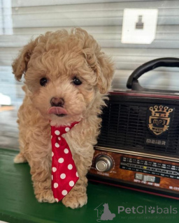 Foto №2 zu Ankündigung № 167673 zu verkaufen maltipu - einkaufen Deutschland quotient 	ankündigung, züchter