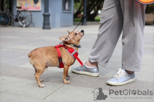 Foto №2 zu Ankündigung № 57848 zu verkaufen mischlingshund - einkaufen Russische Föderation quotient 	ankündigung