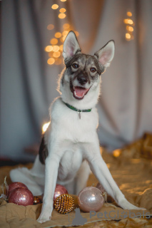 Foto №3. Samur sucht ein Zuhause. Russische Föderation